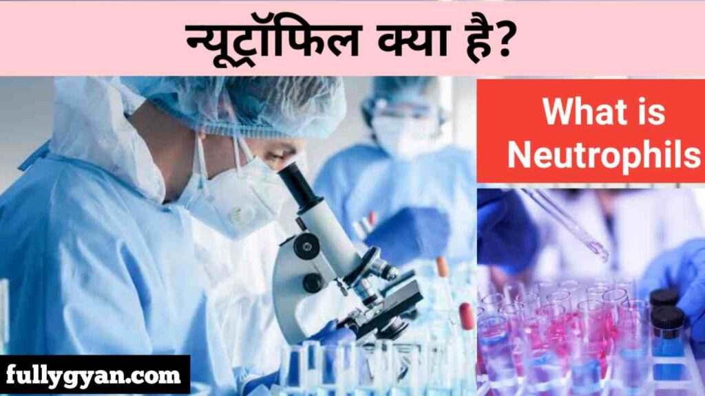 Neutrophils Kya Hai | Neutrophils In Hindi